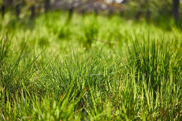Vibrant green grass, grassy meadow