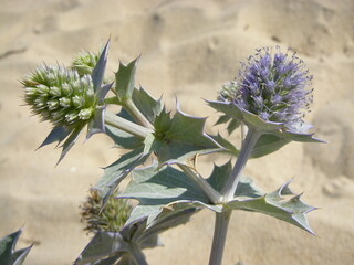 Sea Holly (Eryngium maritimum)