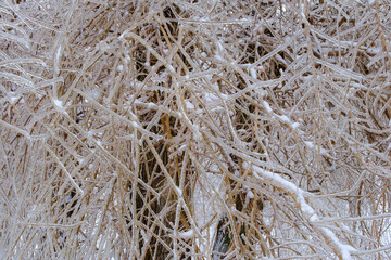 Freezing rain. Icy tree branches after an icy rain. Natural disaster.