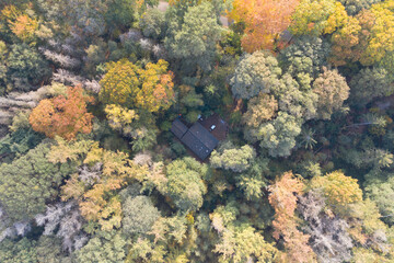 arial photo autumn forest