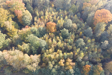 Fototapeta na wymiar arial photo autumn forest