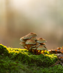 mushroom on the moss
