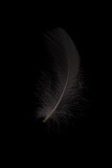 white feather on black background