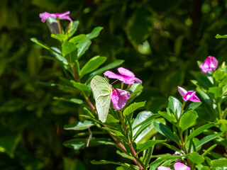 The White Angled-Sulphur (Anteos Clorinde) Poses on the Pink Flower (Catharanthus Roseus), Commonly Known as Bright Eyes, Cape Periwinkle, Graveyard Plant, Madagascar Periwinkle and Old Maid