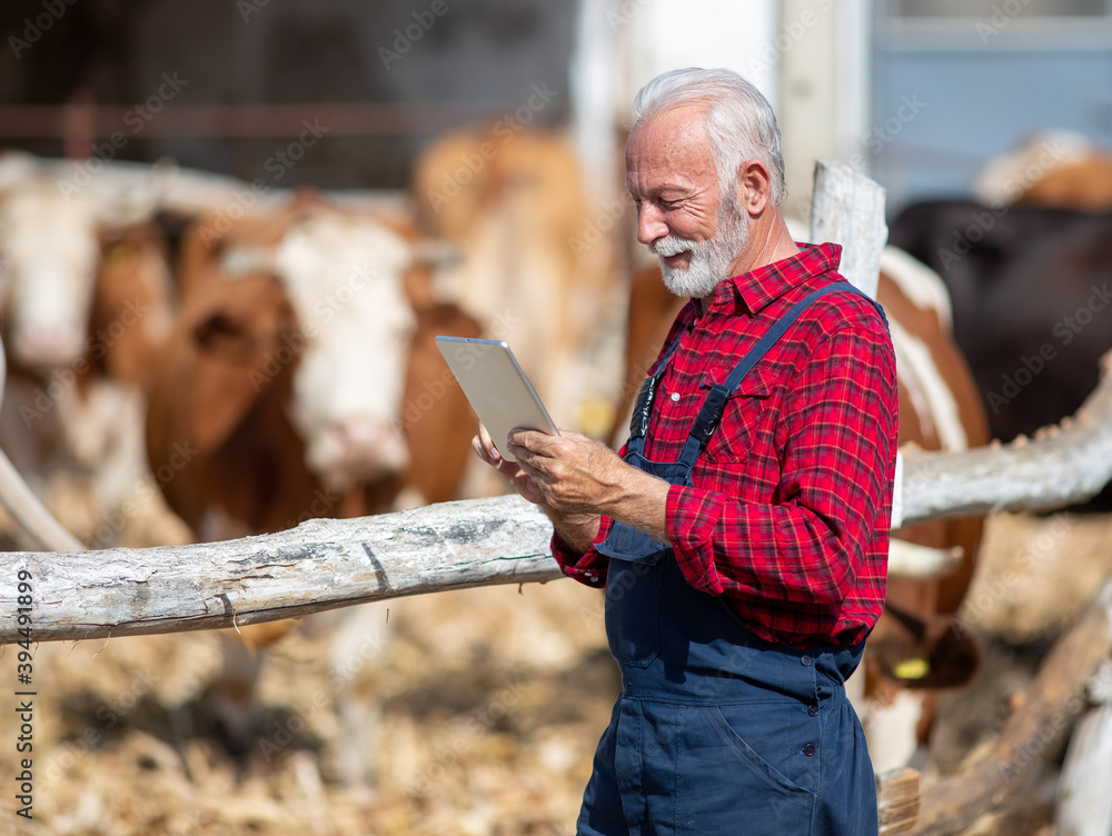 Wall mural Farmer with tablet in front of cows in barn