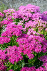 Pink flowers of Showy Stonecrop blooming in the fall, as a nature background
