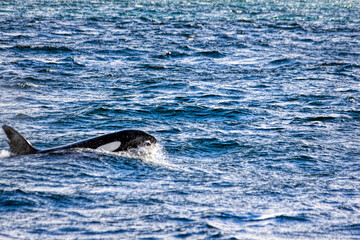 Fototapeta premium Orca Whale Off The Coast Of Iceland