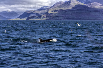Killer Whale Off Iceland