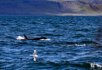 Fototapeta premium Orca Whale Off Iceland