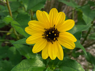 yellow  wild flower/beach sun flower