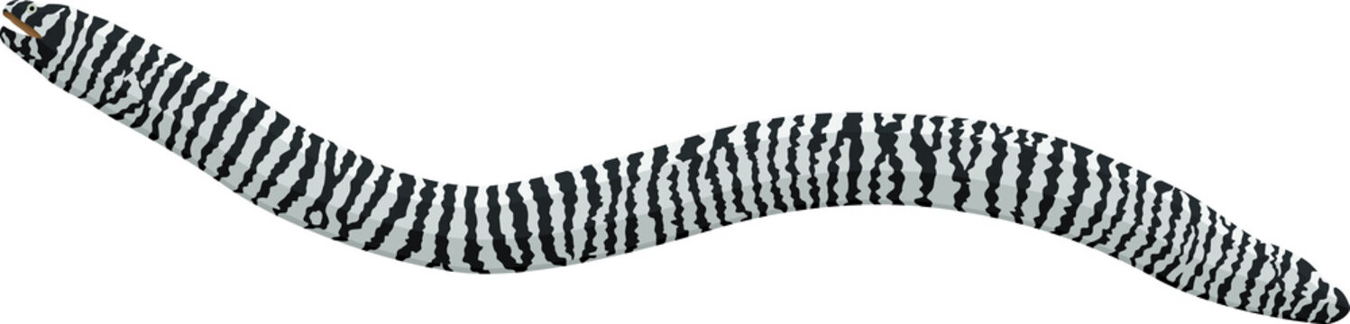 vector Zebra Moray Eel illustration