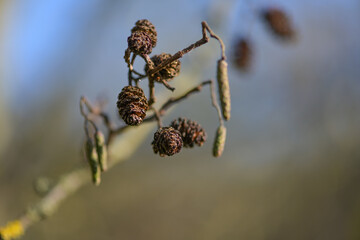 Cones and catkins of the alder tree (Alnus), the pollen can cause allergies, close up shot, copy space