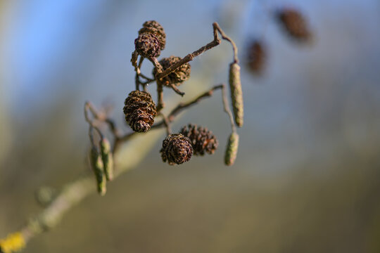 Cones and catkins of the alder tree (Alnus), the pollen can cause allergies, close up shot, copy space