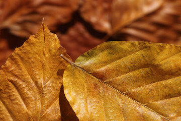 Gold, brown and orange leaves in afternoon sunshine. Colorful beech leaves close-up.