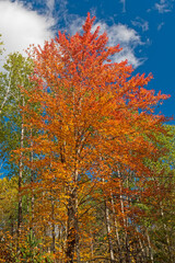 Colorful Leaves Erupting into the Sky