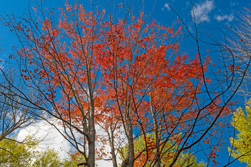 Red leaves Against a Blue Sky