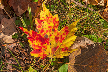 Changing Colors on a Maple Leaf
