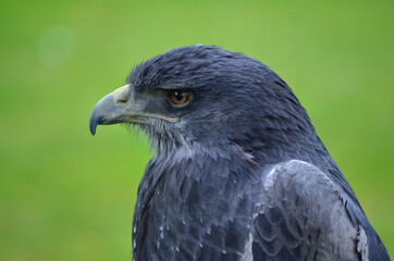 Fototapeta premium Bird of prey