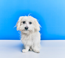 Adorable dog over isolated blue background.