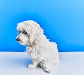 Adorable dog over isolated blue background.