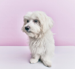 Adorable dog over isolated pink background.