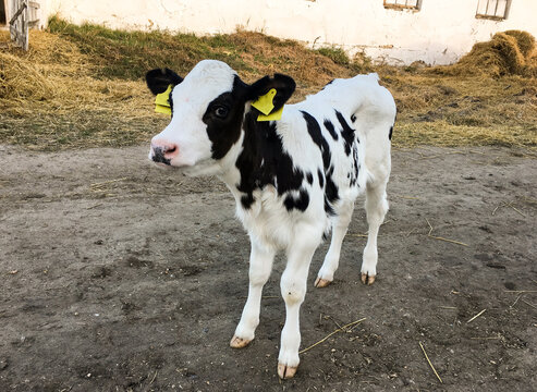 Beautiful little calf on a dairy farm, farming