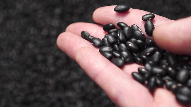Closeup of black beans falling from the hand into a heap. Slow motion