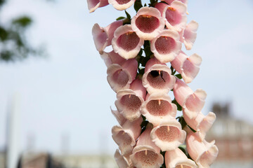 Digitalis Purpurea 'Sutton's Apricot', Foxglove close up.
