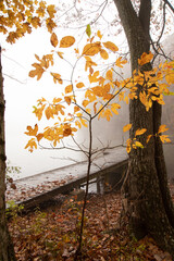 Autumn Fog at the Green Mountain Nature preserve in Huntsville Alabama