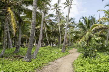 path in palms forest in Tayrona national park- Colombia
