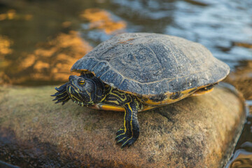 Turtle on a rock by the water