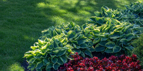 Green host on a flower bed, backyard or park.