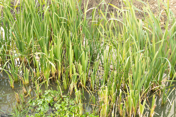 Cattail growing in water - Typha latifolia. Cattail Benefits