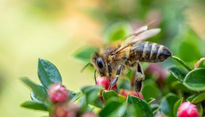 A bee collects nectar on a red turf flower.