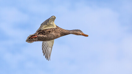 Wild duck flies on a background of the sky