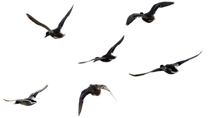 A flock of wild ducks flying on a white background.