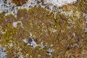 Cracked old moss on a granite rocky wall. Natural textured surface. Copy space.