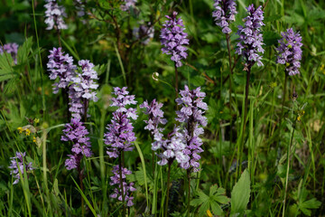 Obraz premium Dactylorhiza maculata