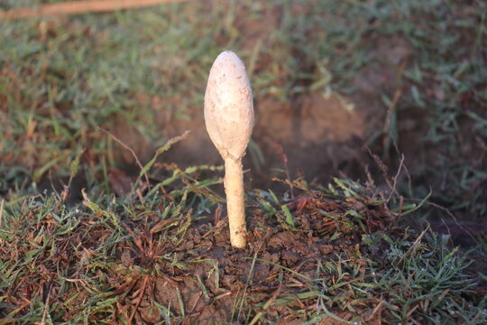 Schirmkappe Bilder &ndash; Durchsuchen 16,996 Archivfotos, Vektorgrafiken und