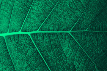green leaf texture,Green leaves pattern background, Natural background and wallpaper,abstract green leaves texture, nature background