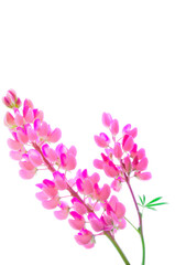 Lupine (Lupinus perennis) lilac with green leaves on white isolated background close up