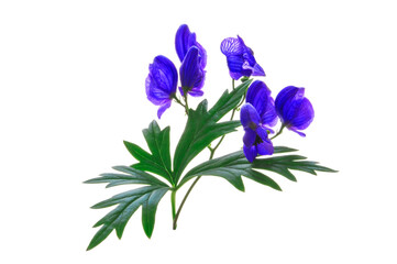 Fototapeta na wymiar Aconite (Aconitum) blue with green leaves on a white isolated background close up