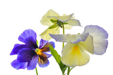 Bouquet of pansies (Víola trícolor) on white isolated background close up