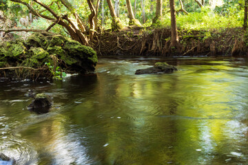 Lush and Green Reflection from the enviroment