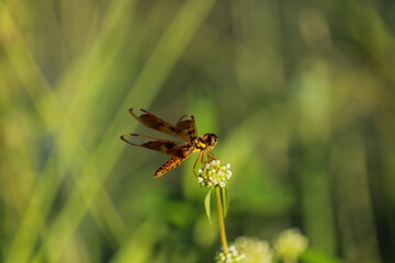 Small Dragonfly