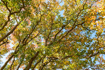 Fototapeta premium (東京都ｰ風景パノラマ)青空と紅葉する木々５