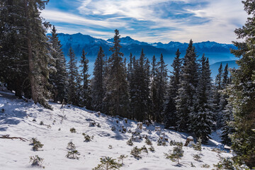 Erster Schnee im Fichtenwald