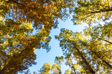 (東京都ｰ風景パノラマ)メタセコイアの並木風景７