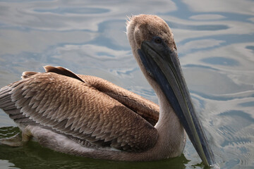 pelican on the beach