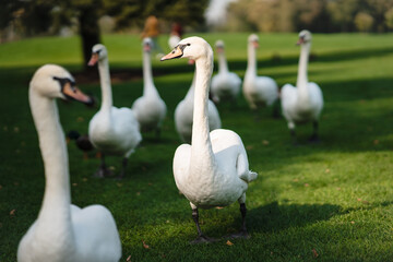 White swans resting on the green grass in the park.